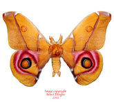 Antherina suraka (Madagascar) - male A-